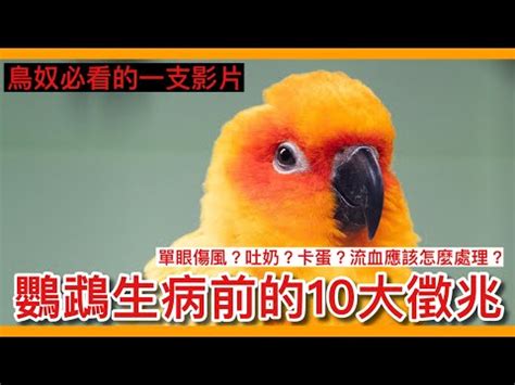 一直看到死掉的鳥|【看到死掉的鳥預兆】撿到鳥救援七步驟 